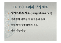 피부의 구조와 기능-14