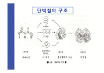 [식품학] 단백질 조리 시 변성-5