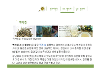 [식품학] 발효차, 효소발효차와 균류발효차-9