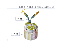 [교육학] 중학교 3학년 생물교육 수업 지도안-신경의 구조와 기능-6