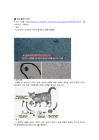 [모성간호학] 임신 시 기타 감염성 질환과 예방-4