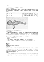 [모성간호학] 임신 시 기타 감염성 질환과 예방-5