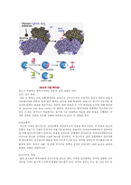 효소의 촉매작용 실험-3