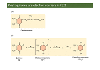 Exp. II. Hill Reaction-11