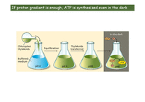 Exp. II. Hill Reaction-14
