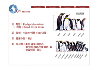 페어리펭귄 생존전략-5