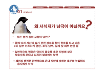 페어리펭귄 생존전략-7