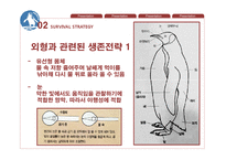 페어리펭귄 생존전략-10