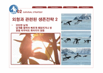 페어리펭귄 생존전략-11