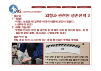페어리펭귄 생존전략-12