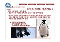 페어리펭귄 생존전략-13