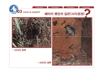 페어리펭귄 생존전략-15