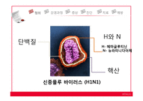 신종플루 레포트-5