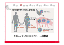 신종플루 레포트-9