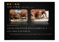 [관광학] 진주 소싸움 축제 홍보방안-10