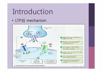[생리학] 장기기억(Long Term Potentiation)-5