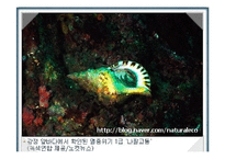 제주 강정마을 해군기지 건설과 환경문제 연구-10