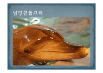 제주 강정마을 해군기지 건설과 환경문제 연구-11