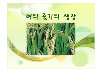 벼의 줄기의 생장-1