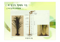 벼의 줄기의 생장-3