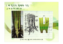 벼의 줄기의 생장-7