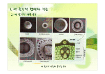벼의 줄기의 생장-8