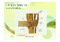 벼의 줄기의 생장-9