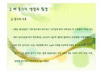 벼의 줄기의 생장-12
