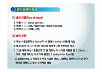 쌀(Rice)의 역사와 음식문화관계-3