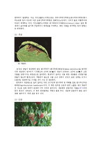 식물의학3B)벼의주요해충에대한발생경과피해방제법기술과식물병의발생과환경설명하고병을  기술0k-8