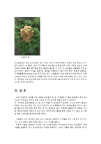 식물의학3B)벼의주요해충에대한발생경과피해방제법기술과식물병의발생과환경설명하고병을  기술0k-10