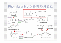 [생화학] 페닐케톤뇨증(phenylketonuria,PKU)-6