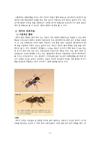 [생명과학] 개미에 대한 거의 모든 것-6