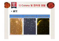 젓갈로부터의 Lactobacillus plantarum과 Lactobacillus paracasei 분리-18