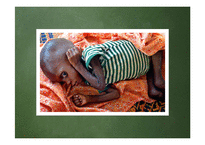FAO의 성과와 한계 고찰-4
