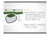 태내발달과 태내환경-15