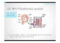 태내발달과 태내환경-20