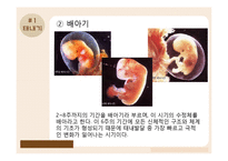 태내기, 영유아기의 발달-6