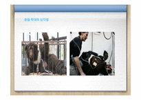 동물 학대의 원인 및 해결방안 분석-9