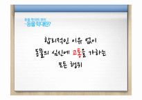 동물 학대의 원인 및 해결방안 분석-12