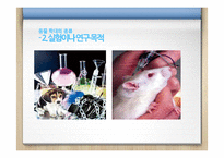 동물 학대의 원인 및 해결방안 분석-14