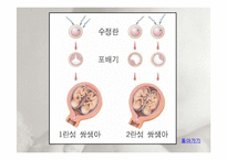 인간행동과 사회환경-태내기와 신생아기-13
