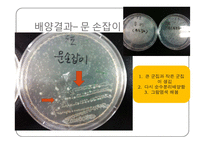 미생물학 실습-세균의 분리와 배양, 염색, 항생제 감수성 실험-10