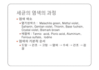 미생물학 실습-세균의 분리와 배양, 염색, 항생제 감수성 실험-13