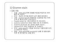 미생물학 실습-세균의 분리와 배양, 염색, 항생제 감수성 실험-15