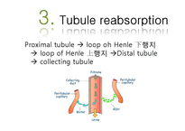 생리학-신장의 기능(영문)-12