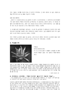 [아동문학독후감] `너도 하늘말나리야`를 읽고나서-3