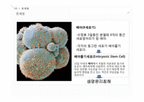 줄기세포와 배아복제에 대하여-16