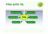 우포늪의 보전과 관리유지 방안-8