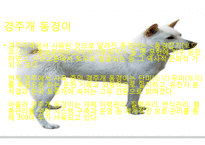 생활속의 반려동물에 대해서-2